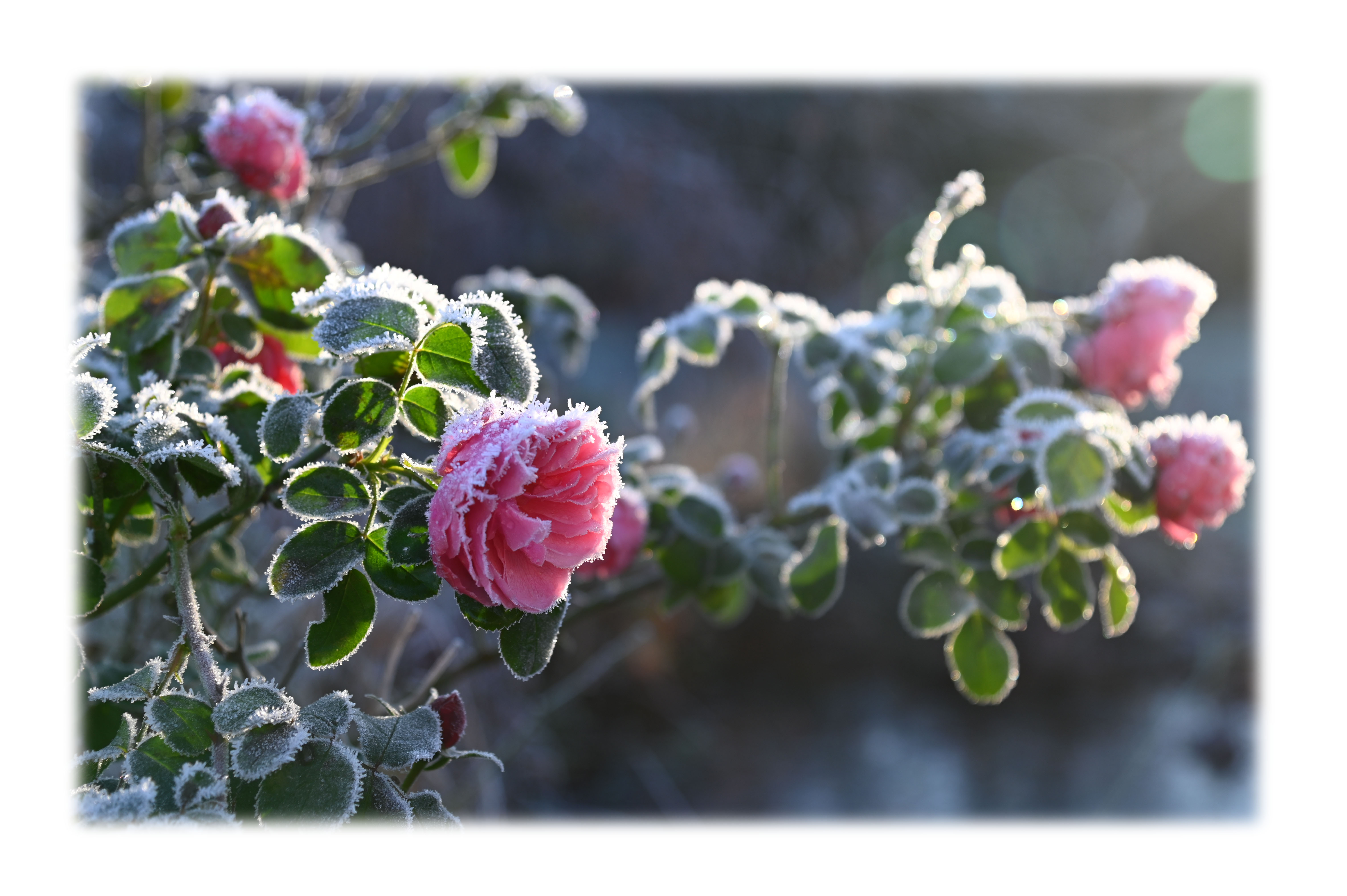 Appartements AM ROSENGARTEN Appartements AM ROSENGARTEN