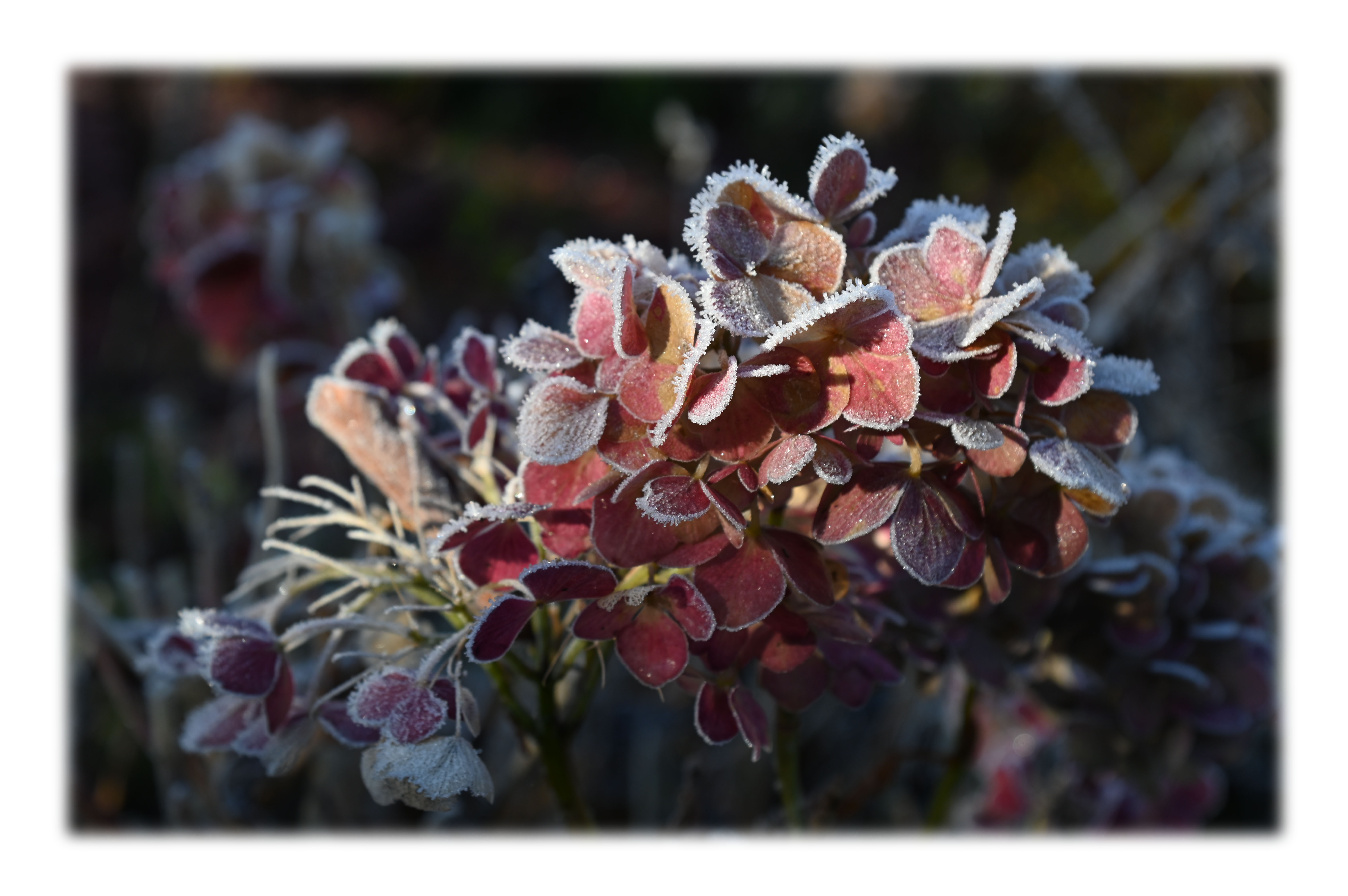 Appartements AM ROSENGARTEN Appartements AM ROSENGARTEN